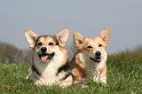 CORGI PEMBROKE 1262